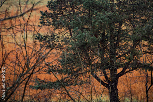An evergreen tree in front of autumn hay fields in shades of red and brown in midwestern Ohio