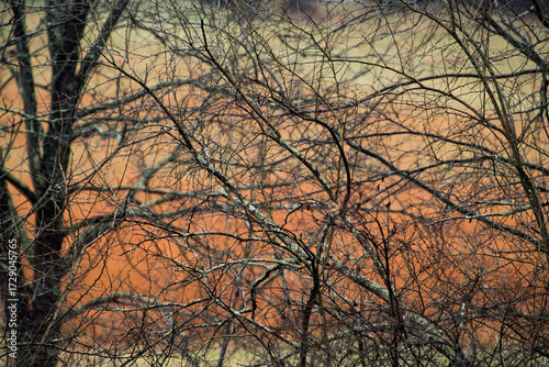 thin tree limbs covered in lichen in front of autumn hay fields in shades of red and brown in midwestern Ohio