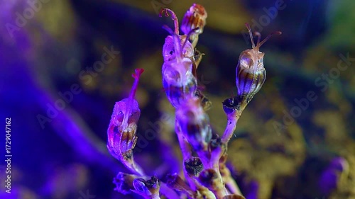 Close-up view of unique ghost orchid flowers emerging from the forest floor, showcasing their translucent petals and intricate details.Nature’s Illusion A Mushroom That Looks Like an Owl