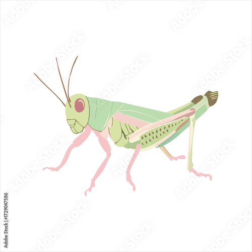 illustration of a grasshopper