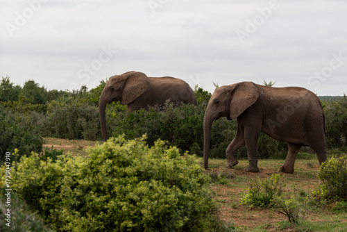 Elephants in African National Park