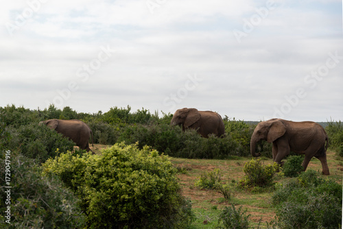Elephants in African National Park