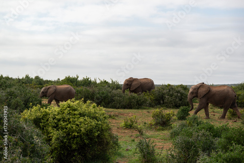 Elephants in African National Park