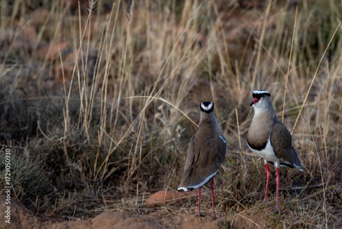 Piviere incoronato uccello africano Sud Africa
