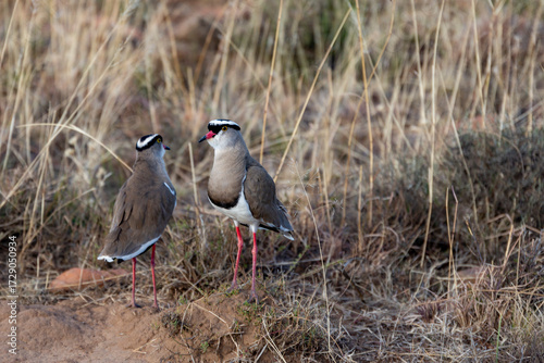 Piviere incoronato uccello africano Sud Africa