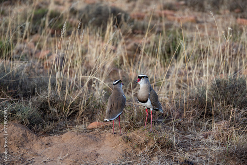 Piviere incoronato uccello africano Sud Africa