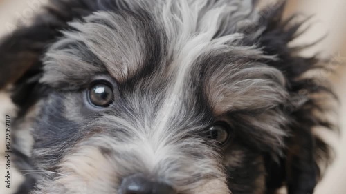 Playful puppy shows off its adorable features and lively personality in a cozy indoor setting