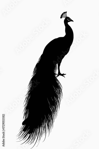 Silhouette of a bird with elaborate tail plumage, standing on a white background