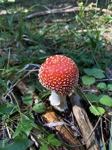 fly agaric mushroom