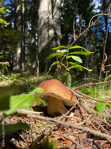White Mushroom Growing in Forest Close-Up