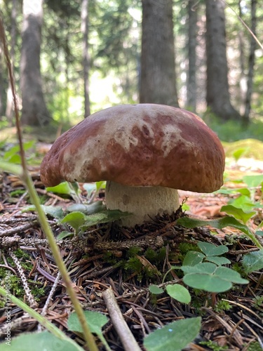 boletus edulis mushroom