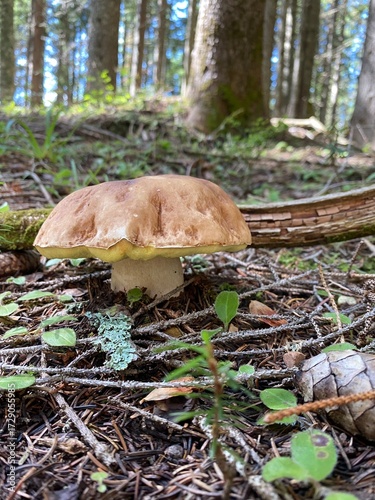 mushrooms in the forest