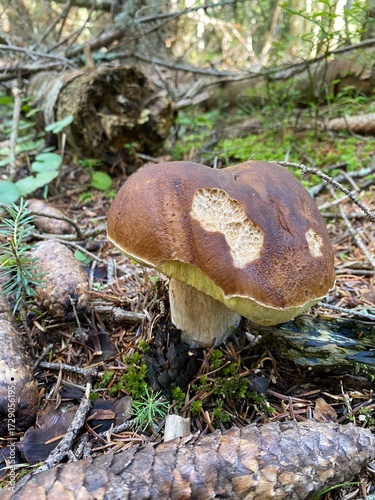 White Mushroom Growing in Forest Close-Up