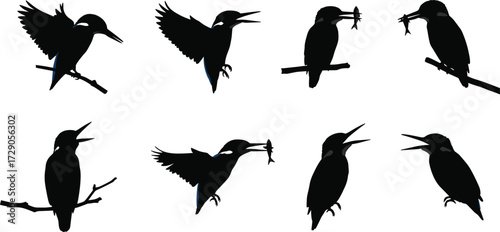 Kingfisher bird silhouette vector collection featuring perched, flying, catching fish, and tropical wildlife scenes for nature illustration design.