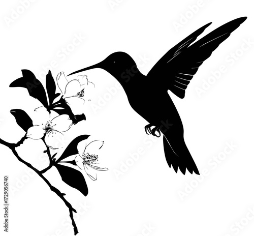 A black silhouette of a hummingbird feeding from white flowers on a branch against a white background