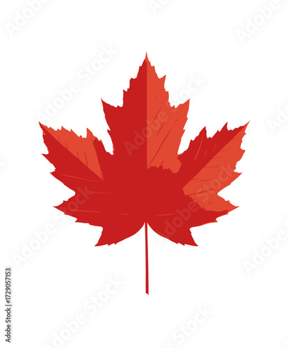 Scarlet Leaf A simple red leaf with sharp edges and a short stem on white