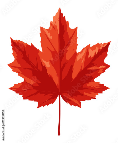 Red Leaf A vector image of a red maple leaf on a white background. Intricate details