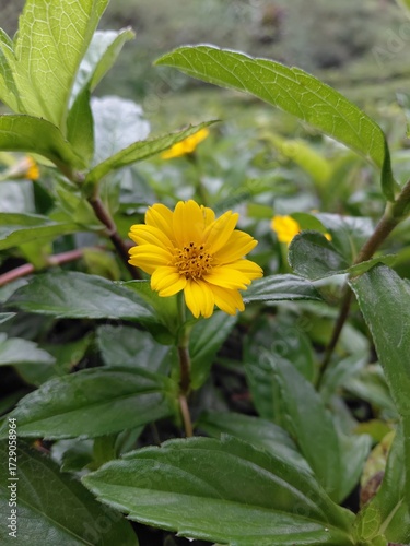 Small yellow flowers bloom among fresh green foliage, looking natural and bright in a garden setting. wildflowers.