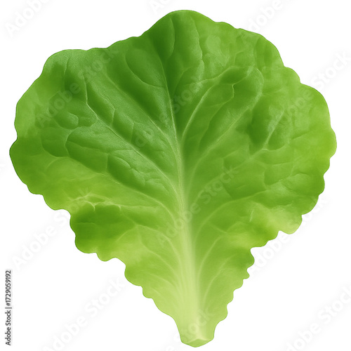 Tableau sur toile A single, fresh green leaf of butterhead lettuce, featuring a crinkled texture and distinct central vein