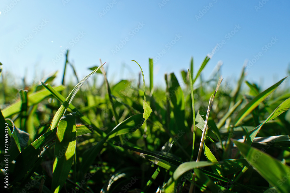 Obraz premium Green grass in the field with blue sky background, green grass and blue sky in sunny day, shallow depth of field. 