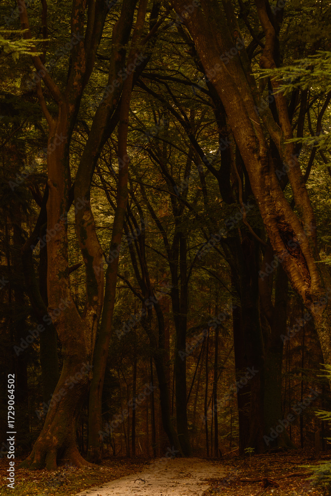 Obraz premium Walking through the serene paths of Speulderbos in the Veluwe region during autumn reveals towering trees draped in warm golden hues. Natures beauty is on full display as leaves fall gently.
