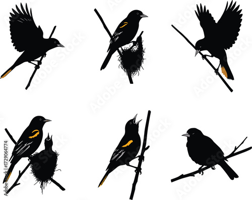 Kingfisher bird silhouette vector set showing perched, flying, catching fish, wildlife illustration, tropical nature design, exotic animal artwork.