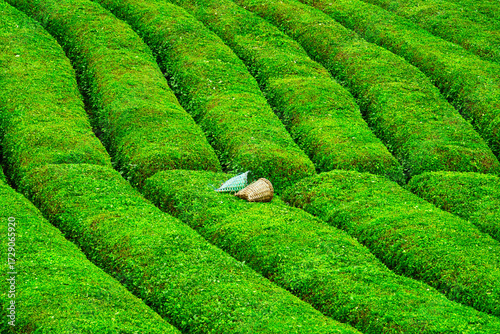Tea Plantation with Harvest Baskets on Lush Green Rows