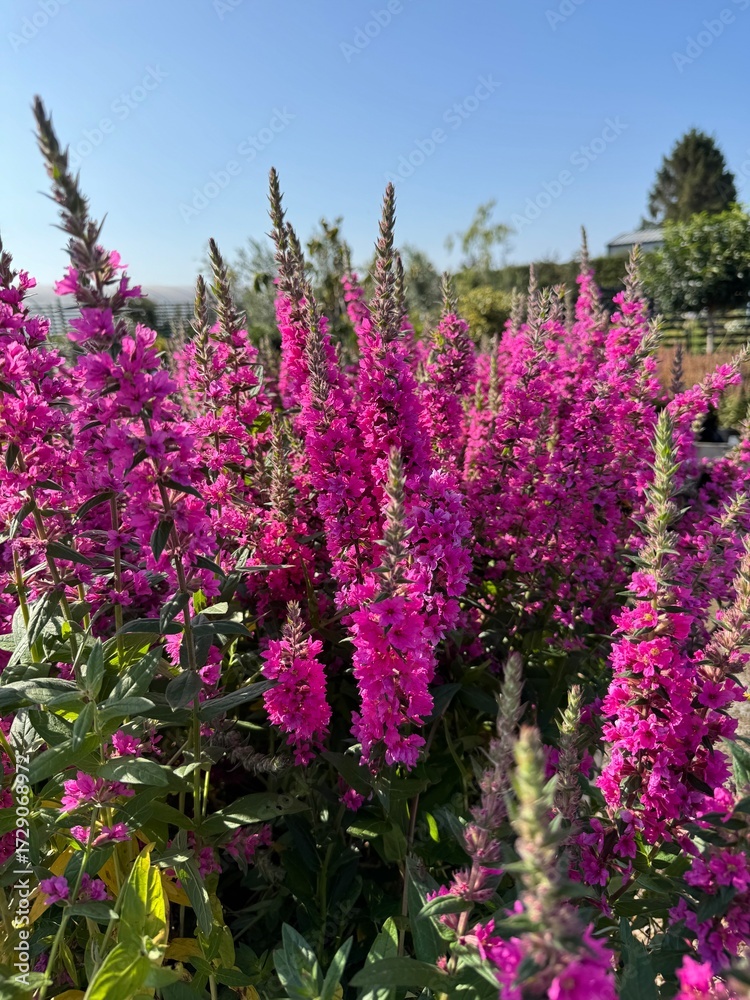 Obraz premium flowers in the garden