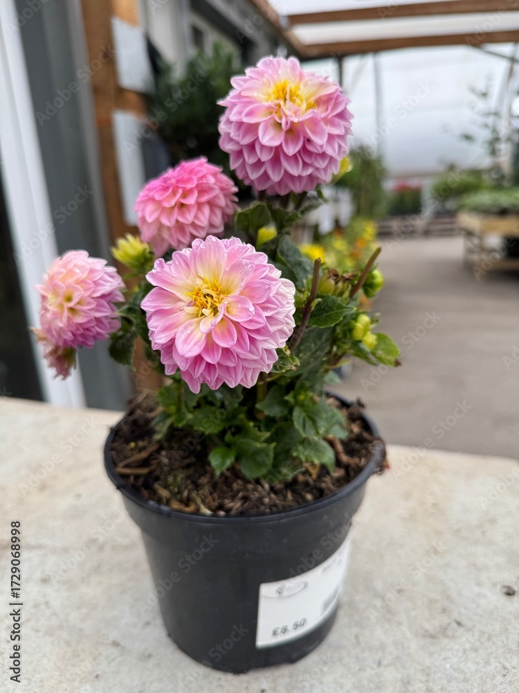 Fototapeta premium flowers in pots