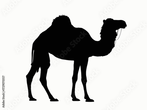 Striking full length side view camel silhouette vector illustration scalable graphic silhouette white background