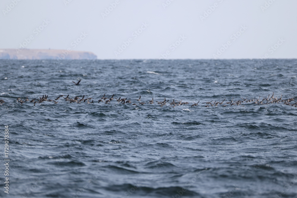 Fototapeta premium The crested auklet (Aethia cristatella) is a small seabird of the family Alcidae, distributed throughout the northern Pacific and the Bering Sea. This photo was taken in Hokkaido, Japan.