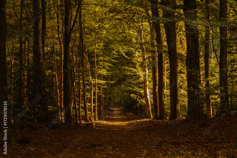 Obraz premium Golden leaves blanket the forest path as sunlight filters through the trees in Speulderbos, Veluwe. This serene landscape invites peaceful strolls in the heart of autumn.