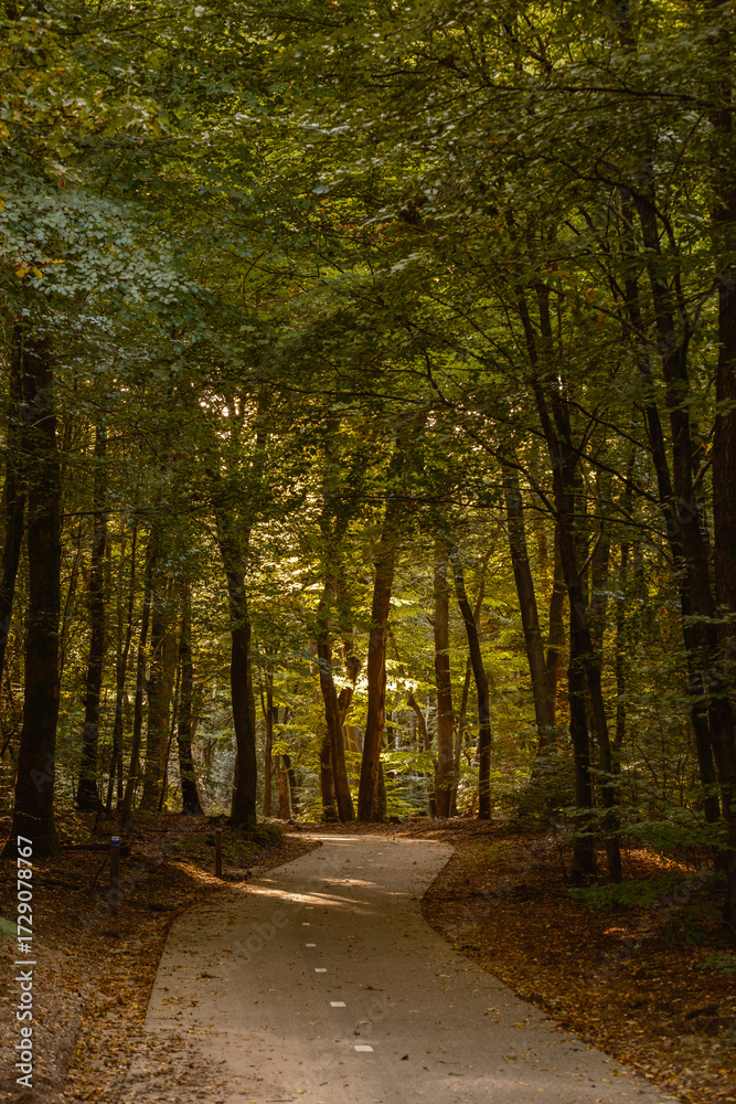Obraz premium Winding through the lush trees of Speulderbos, this serene path showcases the warm hues of autumn. Soft sunlight filters through the foliage, creating a peaceful ambiance perfect for leisurely walks.