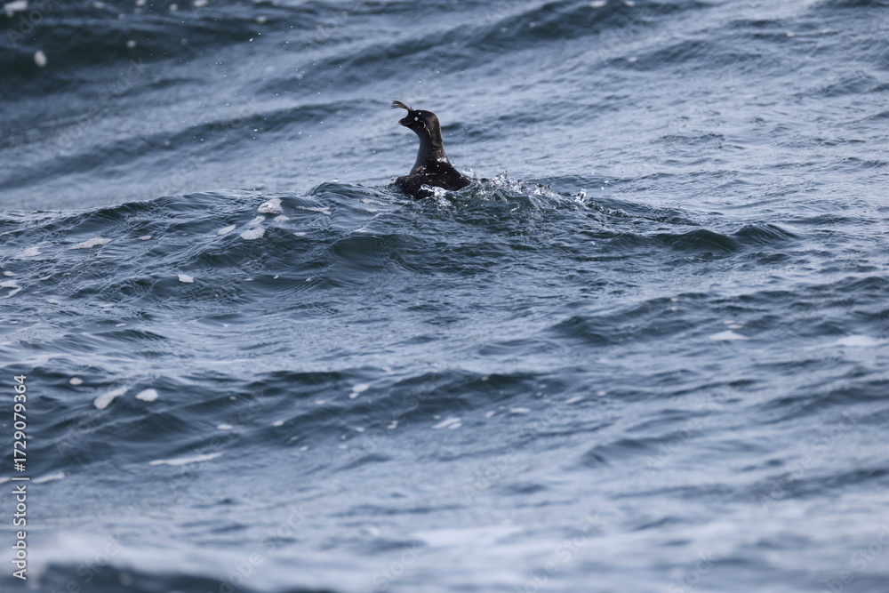 Obraz premium The crested auklet (Aethia cristatella) is a small seabird of the family Alcidae, distributed throughout the northern Pacific and the Bering Sea. This photo was taken in Hokkaido, Japan.