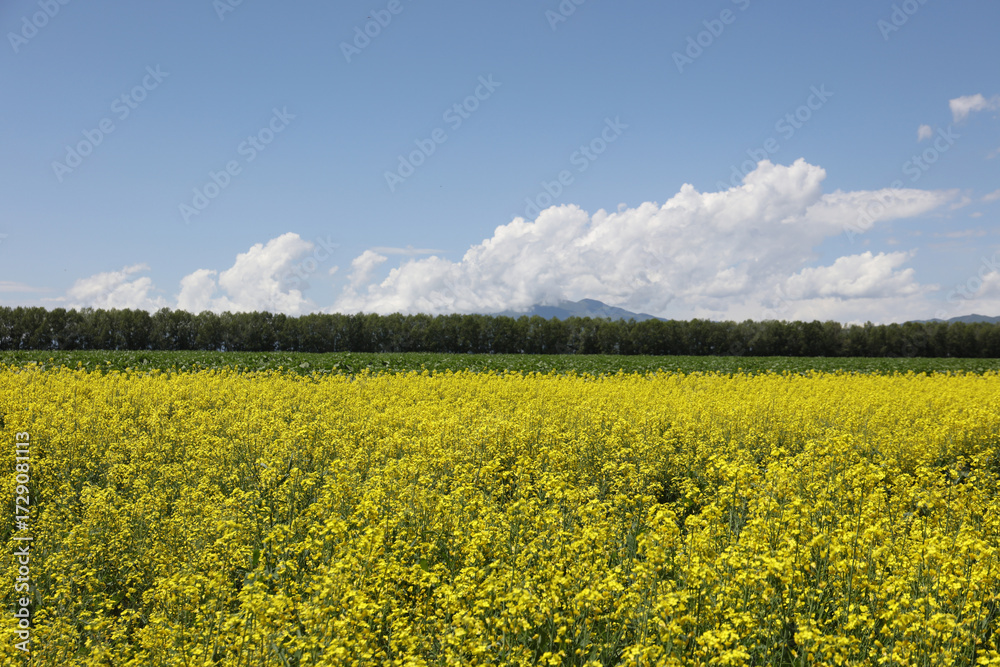 Obraz premium field of rape