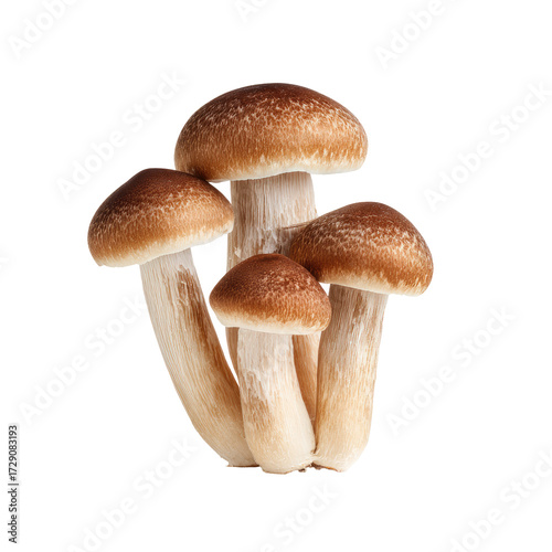 Close-up of four clustered mushrooms