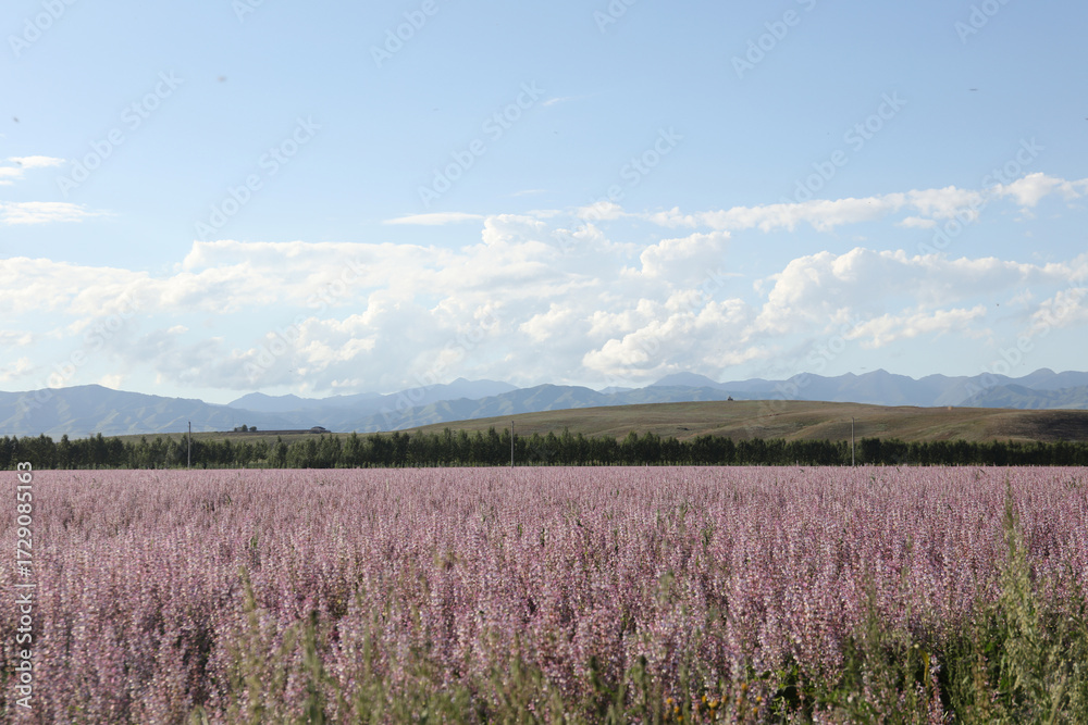Fototapeta premium field of lavender