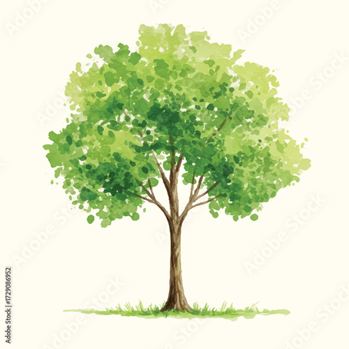 Watercolor Green Tree Illustration