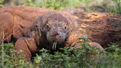 Komodo Dragon flicking its forked tongue. Komodo dragons flick their tongues to detect scents in the air using the Jacobson's organ in the roof of their mouths. 