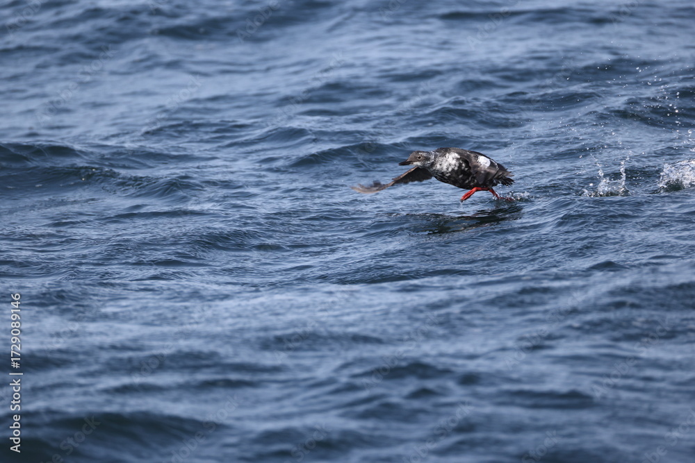 Fototapeta premium The pigeon guillemot (Cepphus columba) is a species of bird in the auk family, Alcidae. This photo was taken in Hokkaido, Japan.