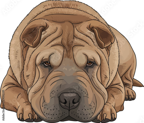Chinese Shar Pei dog lying down relaxed resting front view pose