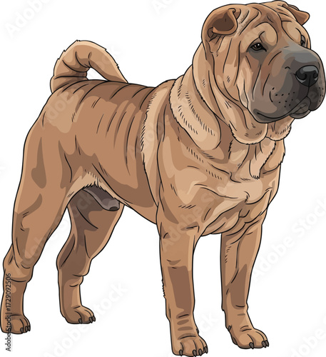 Chinese Shar Pei dog standing alert looking away vector illustration