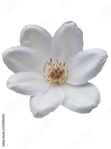 Clematis. Elegant white flower pattern with soft petals and delicate details for various design applications