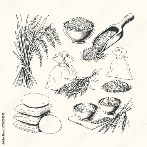 Vector art of handdrawn illustration of rice grains, stalks, and bags, depicting the harvest and processing of this staple food