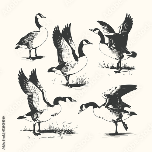 Vector art of a collection of five canadian geese in various poses, some with wings spread, rendered in a vintage illustration style on a cream background, evoking a sense of nature and wildlife