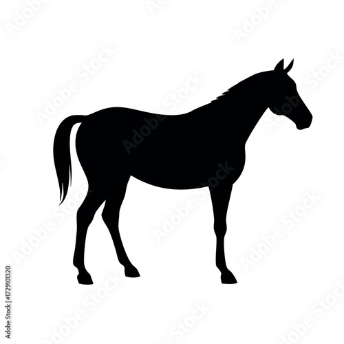 Elegant black silhouette of a standing horse on a white background