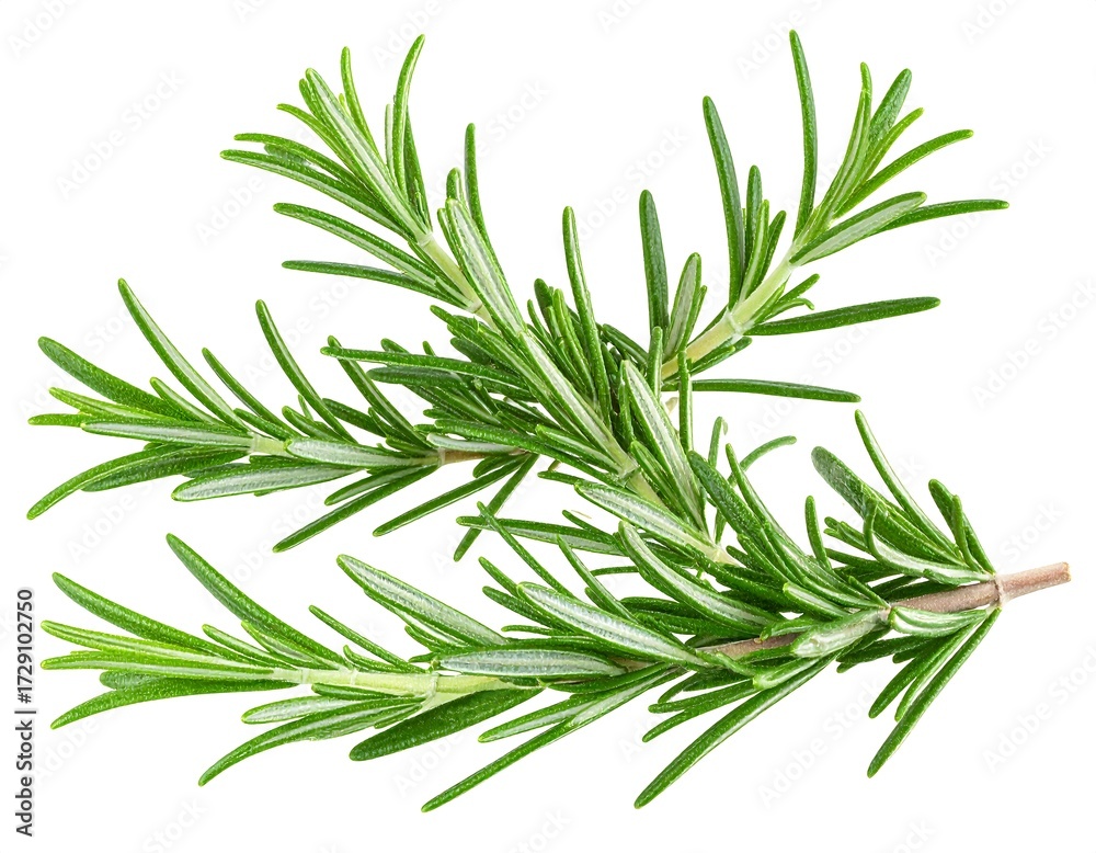Fototapeta premium Fresh rosemary sprigs against white background