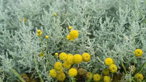 Santolina corsica. A perennial shrub with silvery-green foliage and small yellow flowers