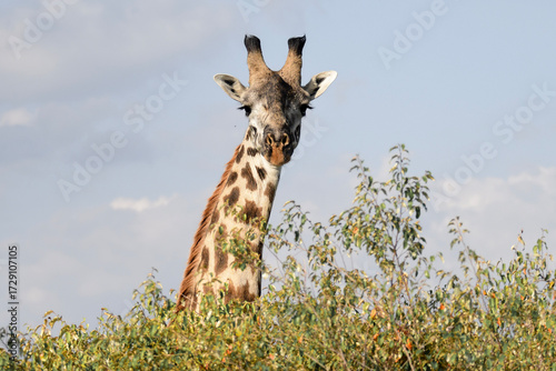 Photography Giraffe in the Wild