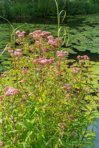 Eupatorium cannabinum, commonly known as hemp-agrimony, or holy rope. Flowering plant.